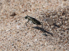 Cicindela hirticollis