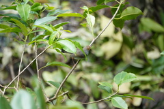 Orthotomus ruficeps