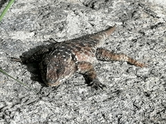 Sceloporus