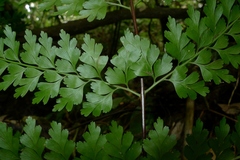 Asplenium laserpitiifolium