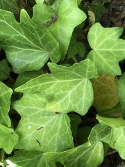 Hedera helix