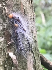 Lymantria xylina