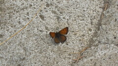 Tharsalea mariposa