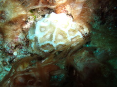 Paramontastraea peresi