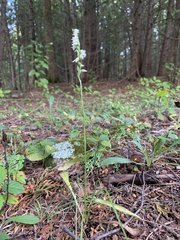Spiranthes casei casei
