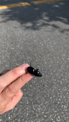 Scarites subterraneus