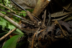Asplenium laserpitiifolium