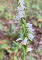 Spiranthes casei casei