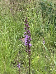 Liatris ligulistylis
