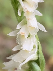 Spiranthes casei casei