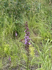 Liatris ligulistylis