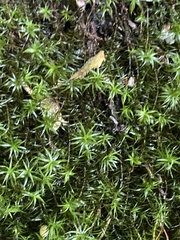 Polytrichum formosum