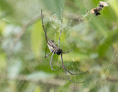 Trichonephila antipodiana