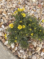 Asteroideae