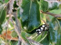 Mausoleopsis amabilis