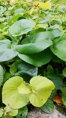 Viola hirta