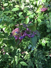 Viburnum cassinoides image