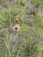 Echinacea purpurea