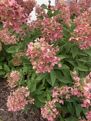 Hydrangea