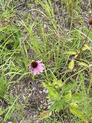 Echinacea purpurea