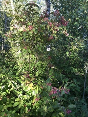 Viburnum cassinoides image