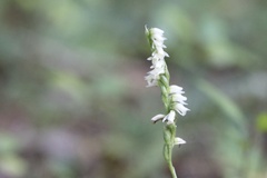 Spiranthes casei casei