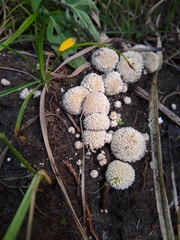 Lycoperdon marginatum