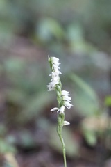 Spiranthes casei casei