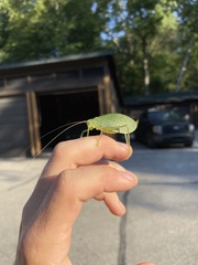 Pterophylla camellifolia