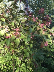 Viburnum cassinoides image