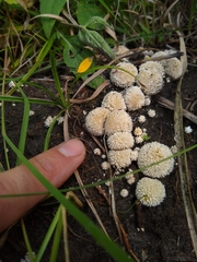 Lycoperdon marginatum