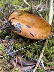 Suillus grevillei