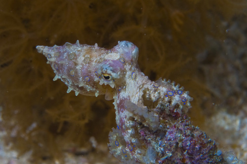 Blue-Ringed Octopus