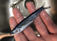 Cheilopogon melanurus