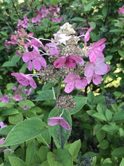 Hydrangea