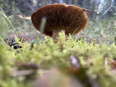 Suillus grevillei