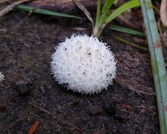 Lycoperdon marginatum