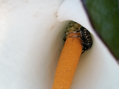 Oxythyrea marginalis