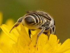 Eutricharaea