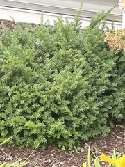 Taxus