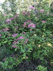 Hydrangea