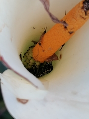 Oxythyrea marginalis