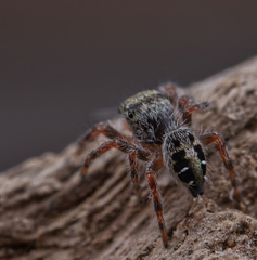 Phidippus insignarius