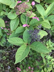 Hydrangea