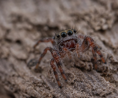 Phidippus insignarius