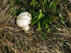Lycoperdon