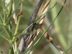 Phoetaliotes nebrascensis