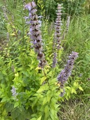 Agastache