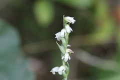 Spiranthes casei casei