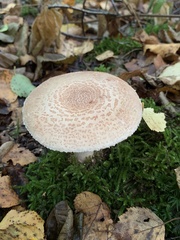 Echinoderma asperum